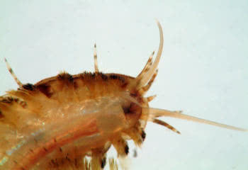 Underside of scale worm head